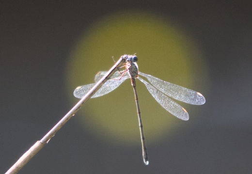 Dragonfly in the Spotlight