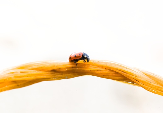 Ladybug on a Rope