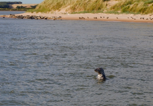 Seal at Newburgh Beach
