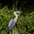 IMG_7923.jpg