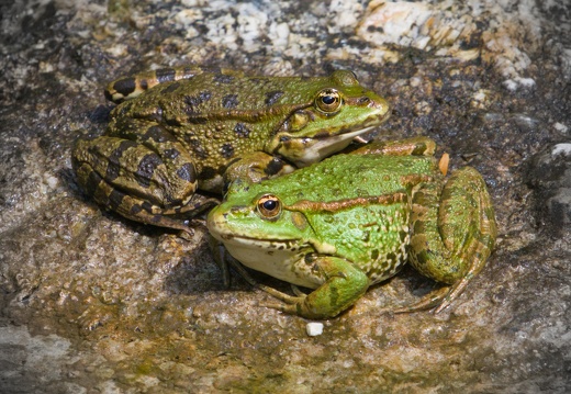 Ying-Yang Frogs