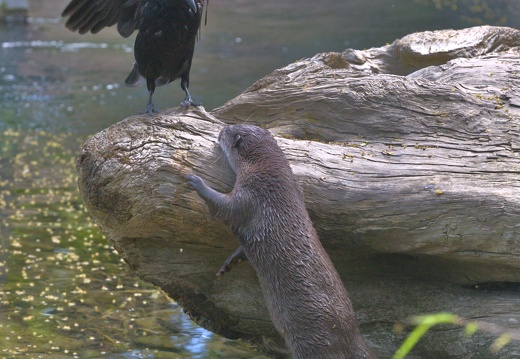 The tale of the otter and the crow