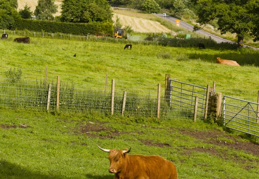 Highland Coo