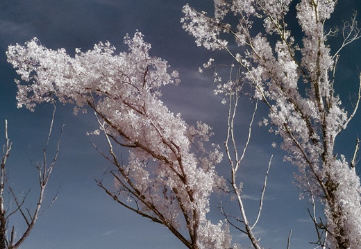 Trees in Infrared