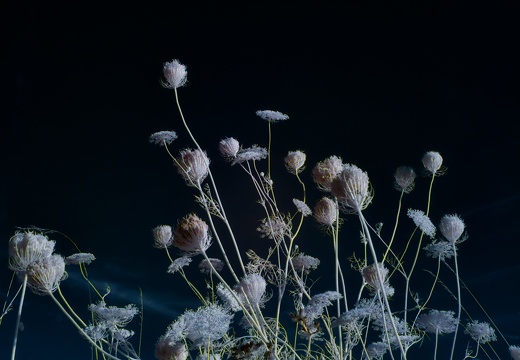 Flowers in Infrared