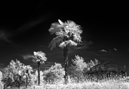 Palm Tree in Infrared