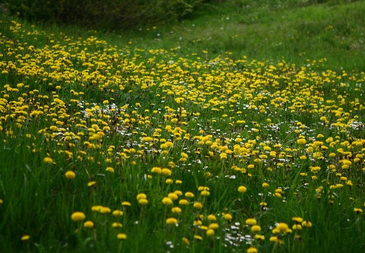 Dandelions