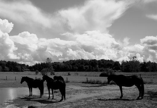 Horses