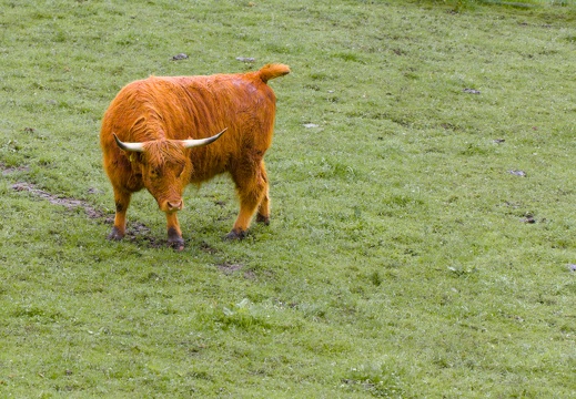 Highland Coo