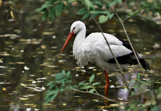 White Stork