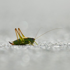 Grasshopper