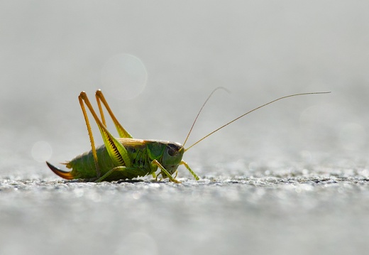 Grasshopper