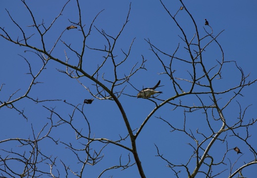 Swallow in the Tree