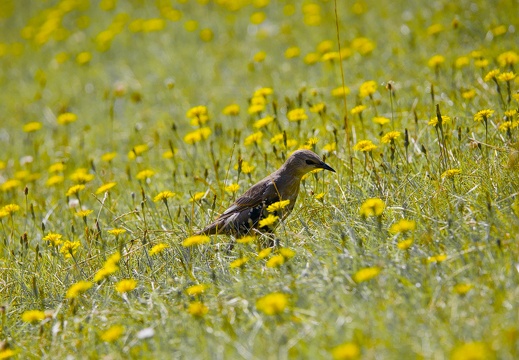 Young Starling