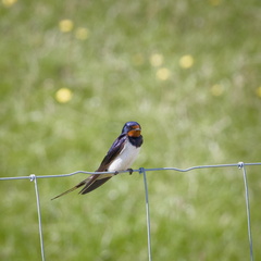 Barn Swallow