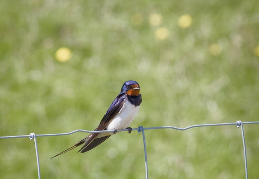 Barn Swallow