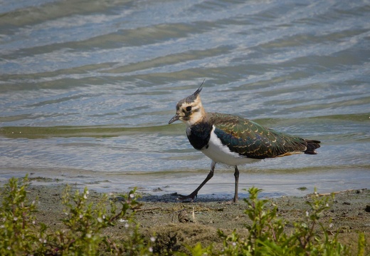 Northern lapwing