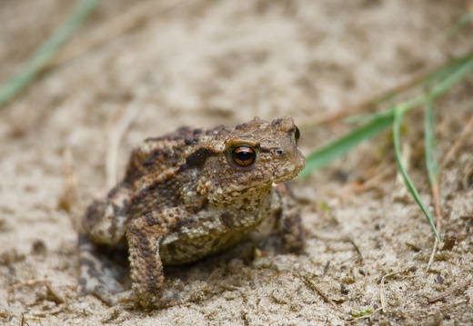 Toad