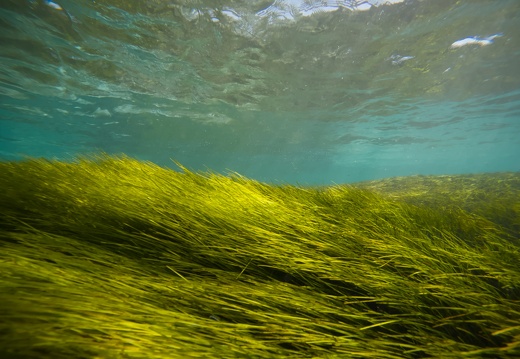 Underwater Garden