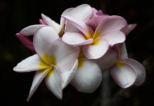 Frangipani