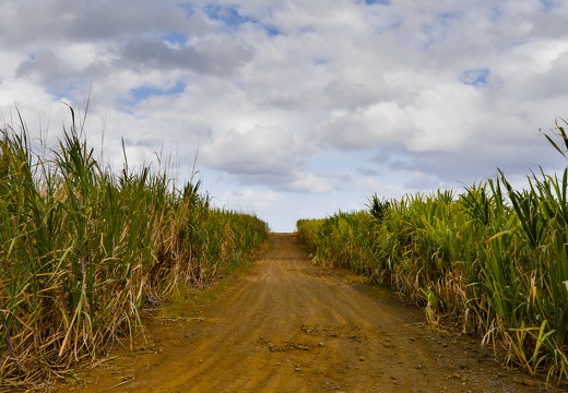 Sugarcane