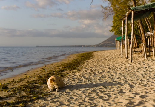 Stray dog at Île aux Bénitiers