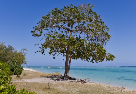 Lonely Tree