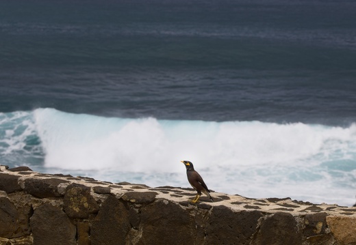 Big Wave Bird