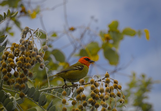 Male Mauritius fody