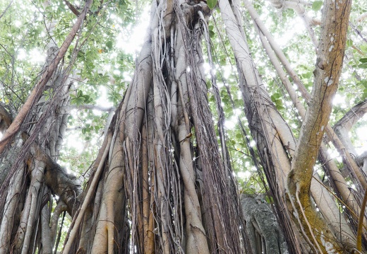 Light-Canopy