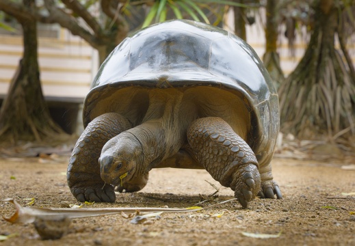 Tortoise