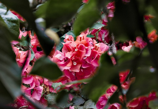 Great Bougainvillea