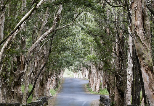 Eucalyptus Trees