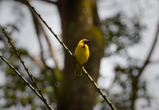 Village Weaver