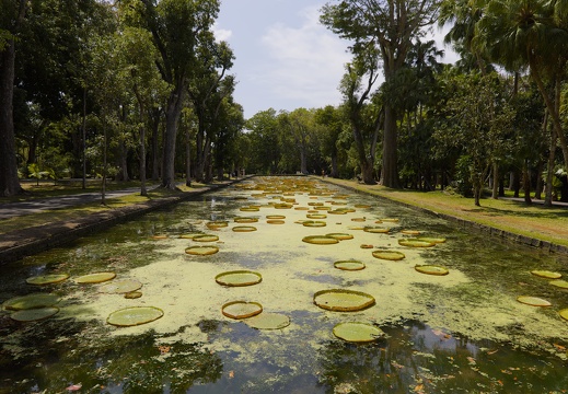 Victoria amazonica