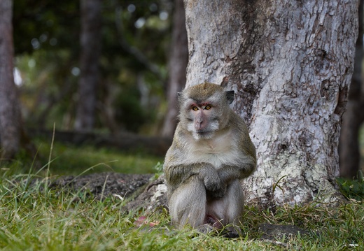 Macaque