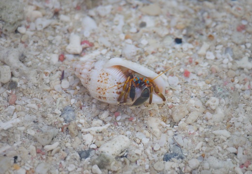 Hermit Crab