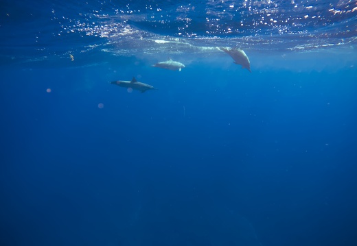 Spinner Dolphins