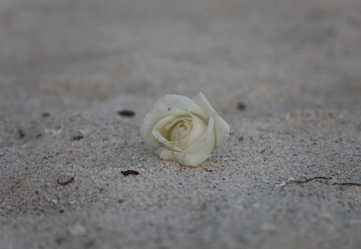 Rose at the beach