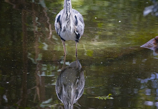 Grey Heron