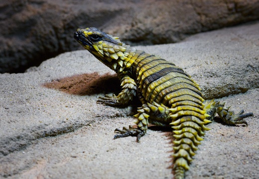 Armadillo girdled lizard