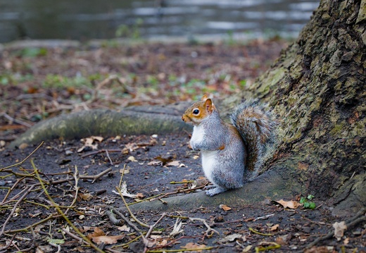 St. Jame's Park Squirrel