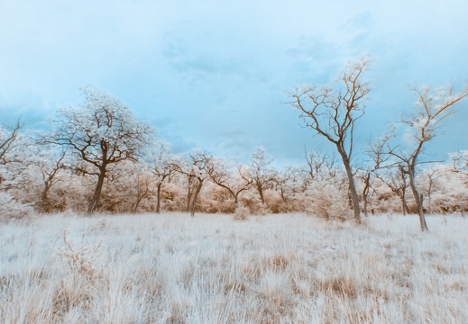 Acacia