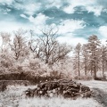 _MG_9843.jpg