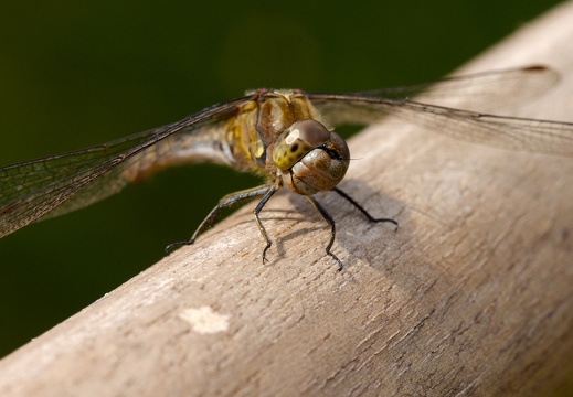 Dragonfly