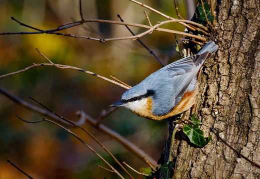 Nuthatch