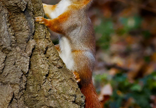 Squirrel