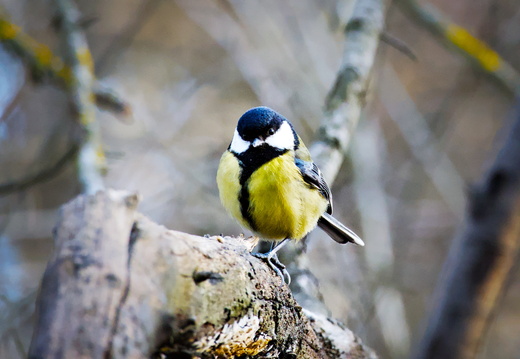 Great Tit