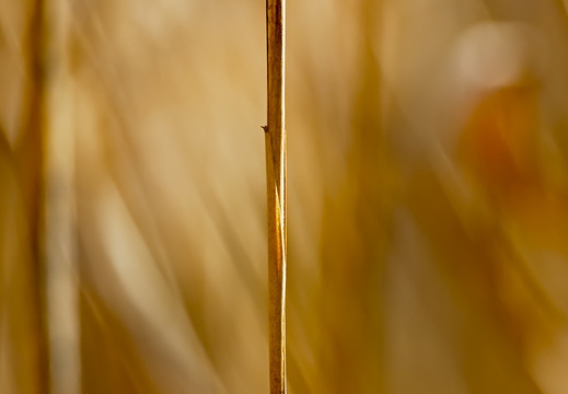 Straw