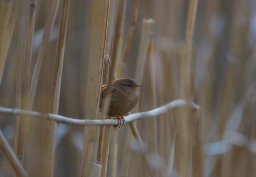 Wren